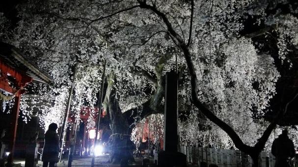⛩️ 스와 신사(오가와 스와 진자) 이미지 4